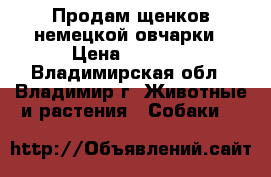 Продам щенков немецкой овчарки › Цена ­ 8 000 - Владимирская обл., Владимир г. Животные и растения » Собаки   